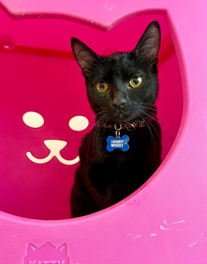 Enlarge Hamilton, a Adoptable mixed breed in Thousand Oaks, CA image 1/1