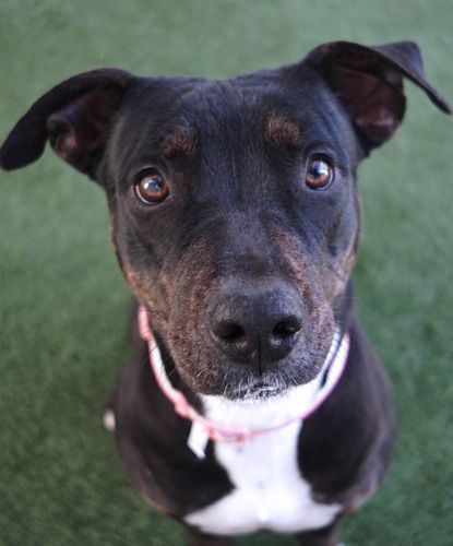 Bagel, Adoptable, Young Female Pit Bull Terrier.