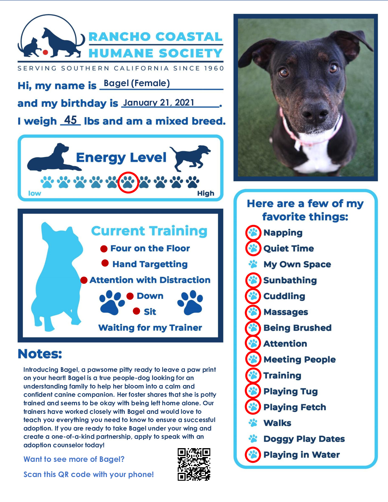 Bagel, a Adoptable mixed breed in Encinitas, CA image 3/4