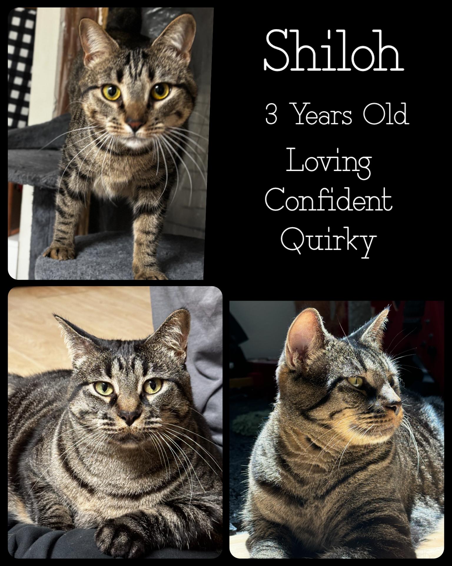 Shiloh, Adult Female Tabby