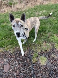 Enlarge Dakota, an adopted mixed breed in Chalfont, PA image 1/1