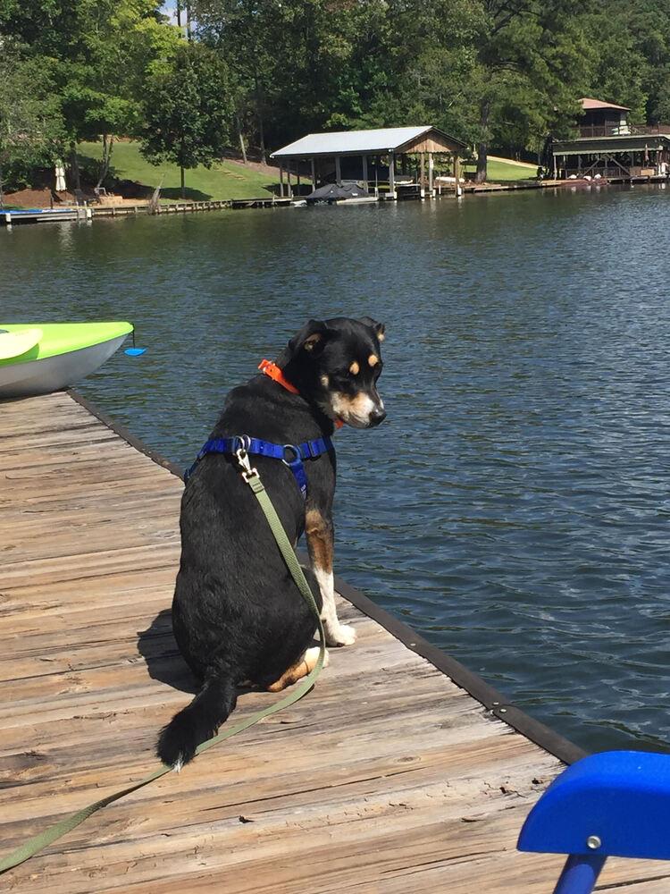 Enlarge Bates, a Adoptable Mixed Breed in Chattanooga, TN image 1/4