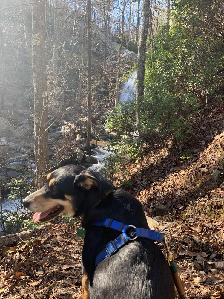 Enlarge Bates, a Adoptable Mixed Breed in Chattanooga, TN image 2/4