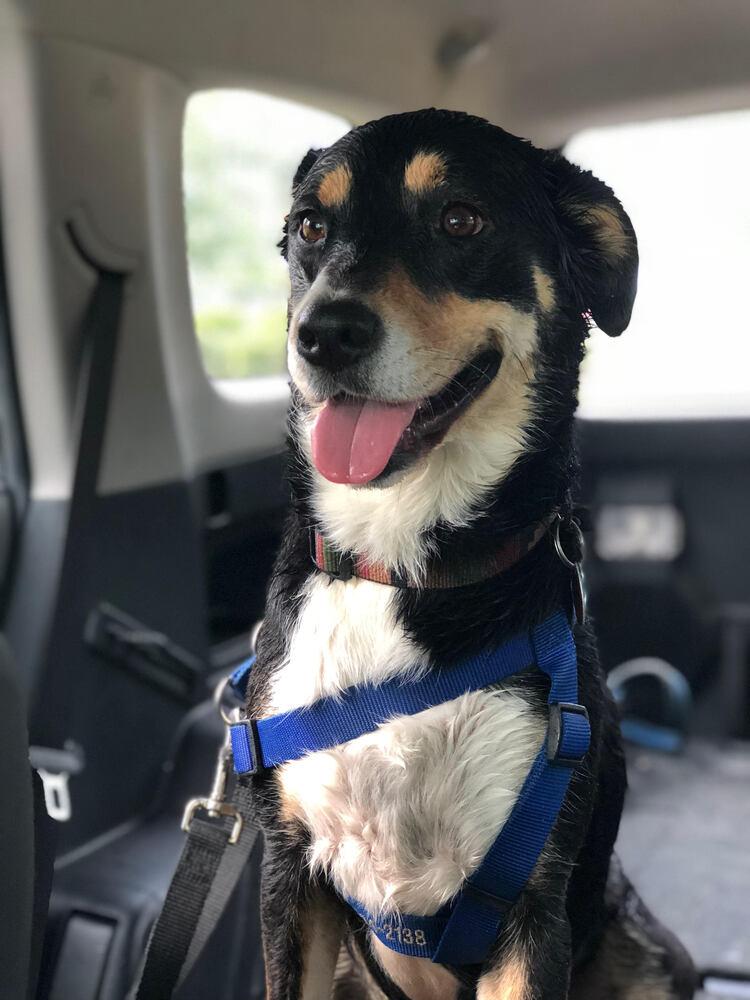 Enlarge Bates, a Adoptable Mixed Breed in Chattanooga, TN image 3/4