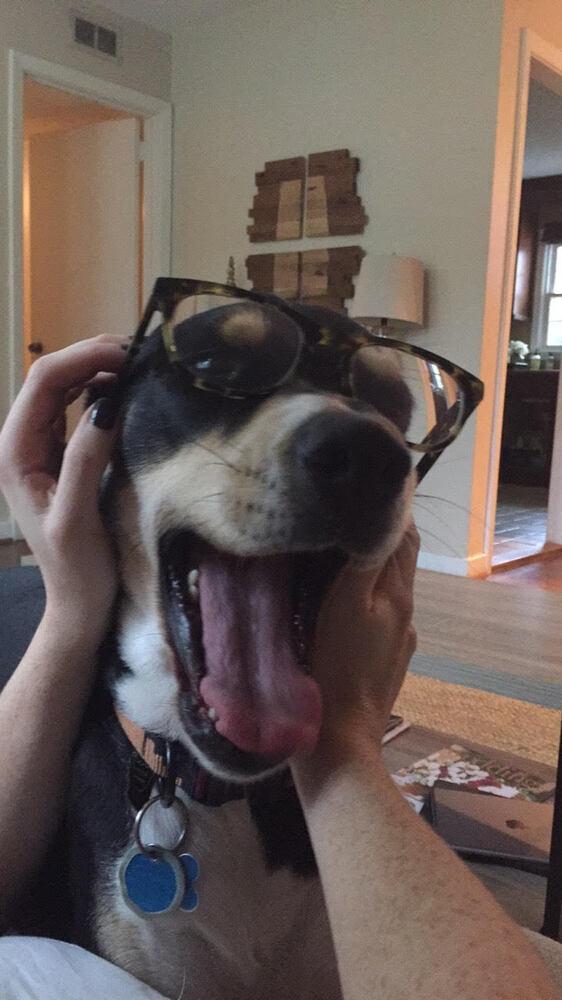 Enlarge Bates, a Adoptable Mixed Breed in Chattanooga, TN image 4/4