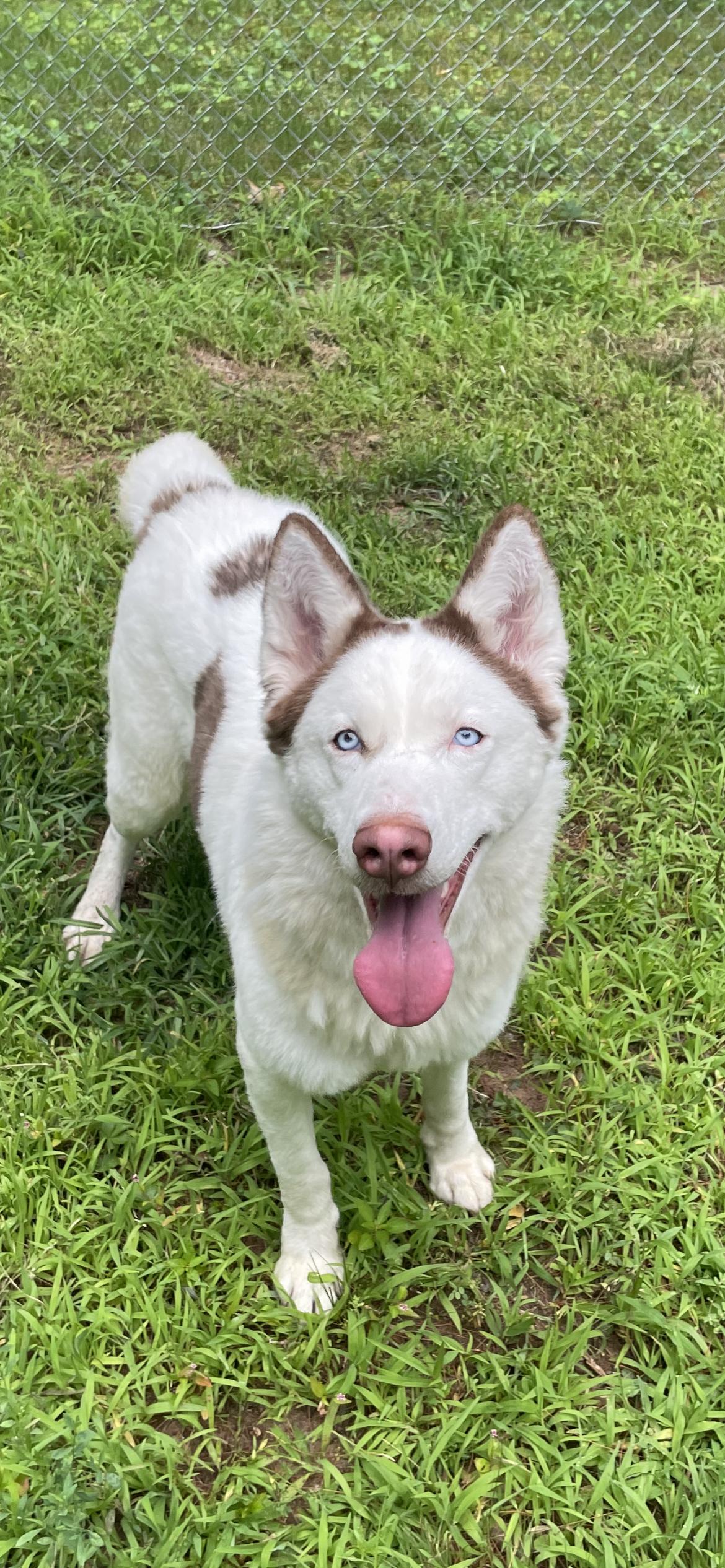 Snow, Adult Female Husky