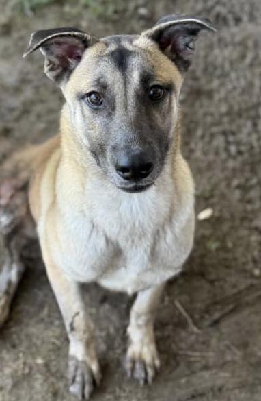 MIA, Adoptable, Young Female German Shepherd Dog & Mixed Breed.