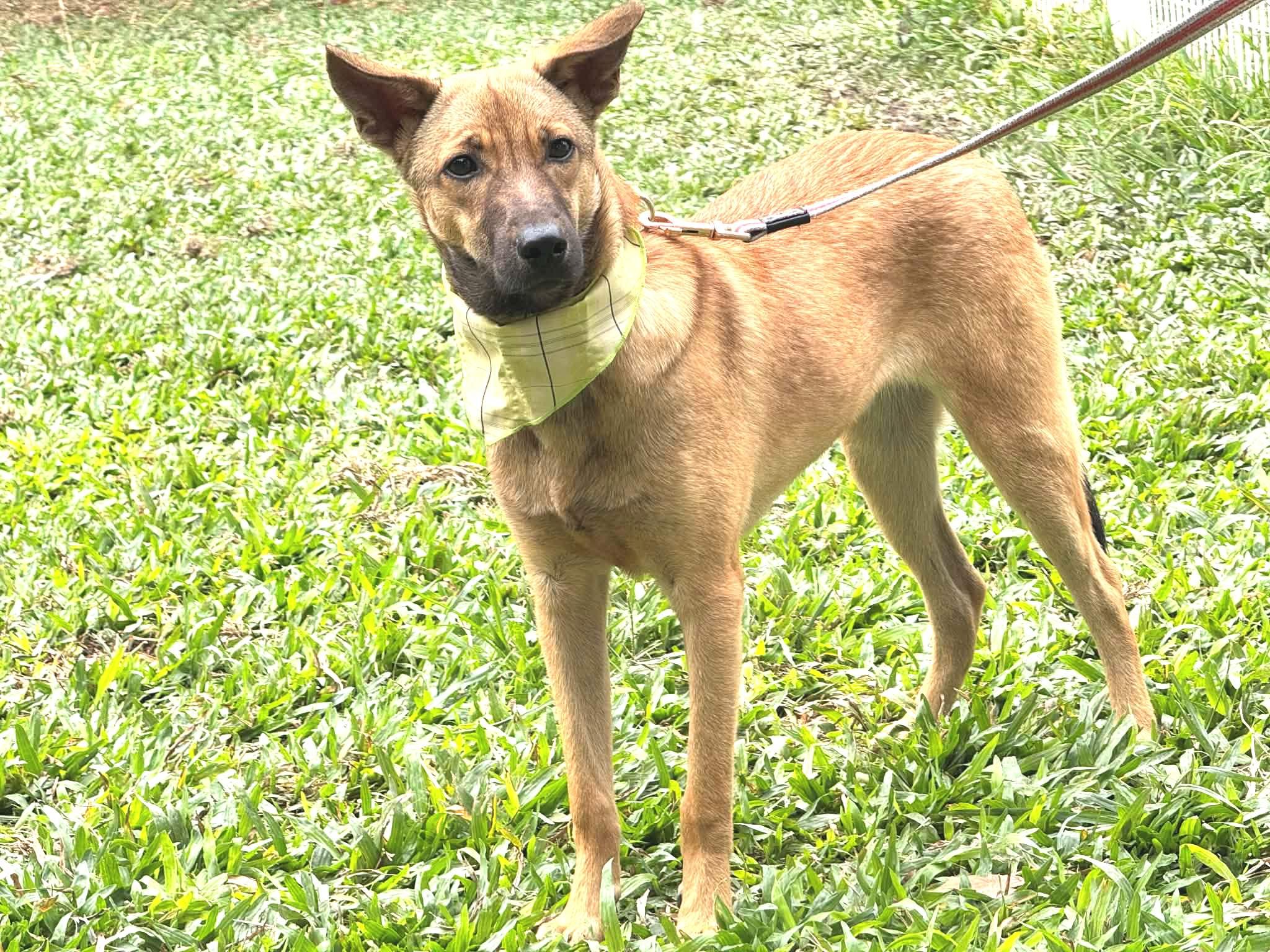 Enlarge Peanut, a ADOPTABLE mixed breed in New York, NY image 6/6