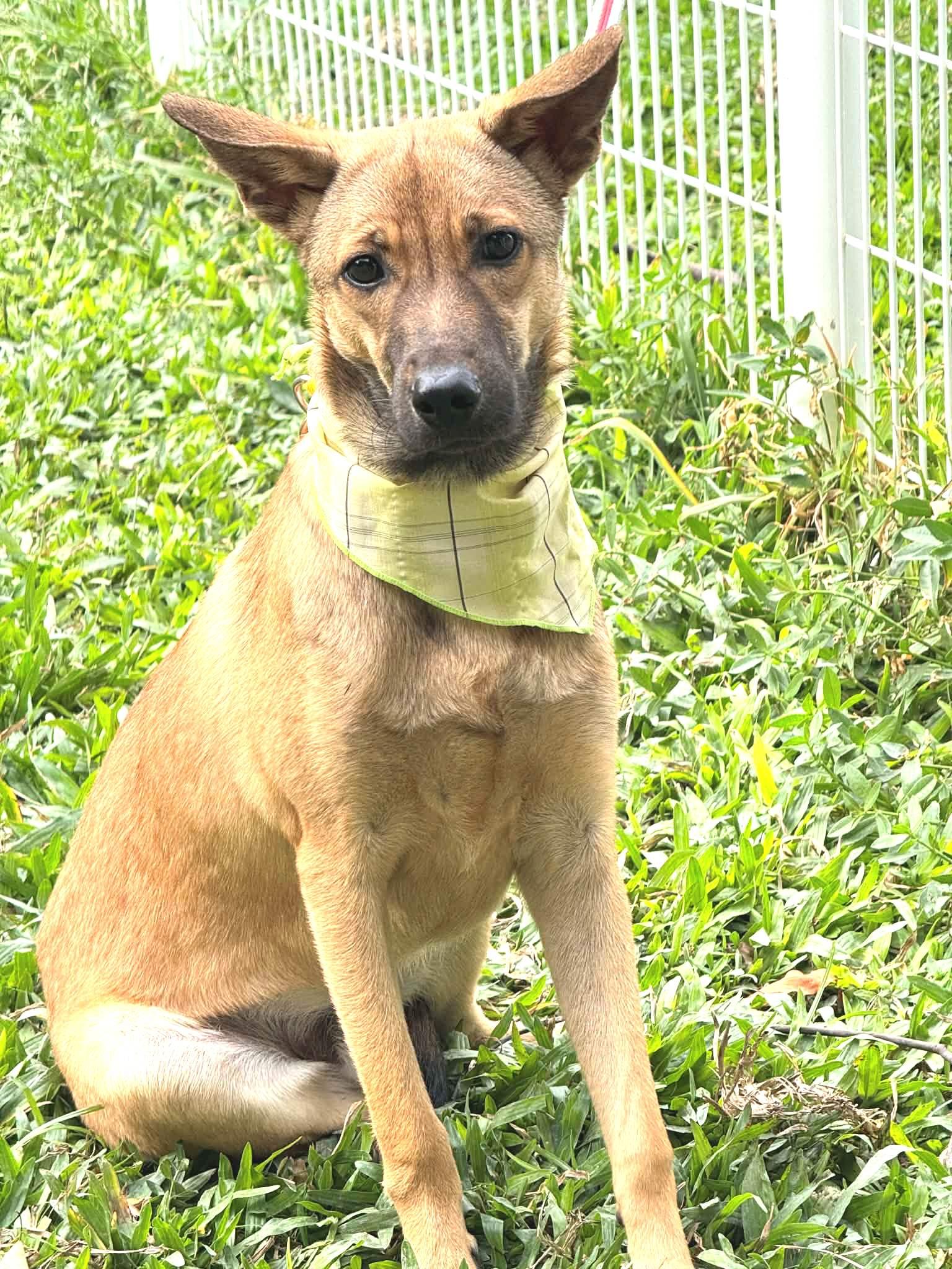 Enlarge Peanut, a ADOPTABLE mixed breed in New York, NY image 3/6