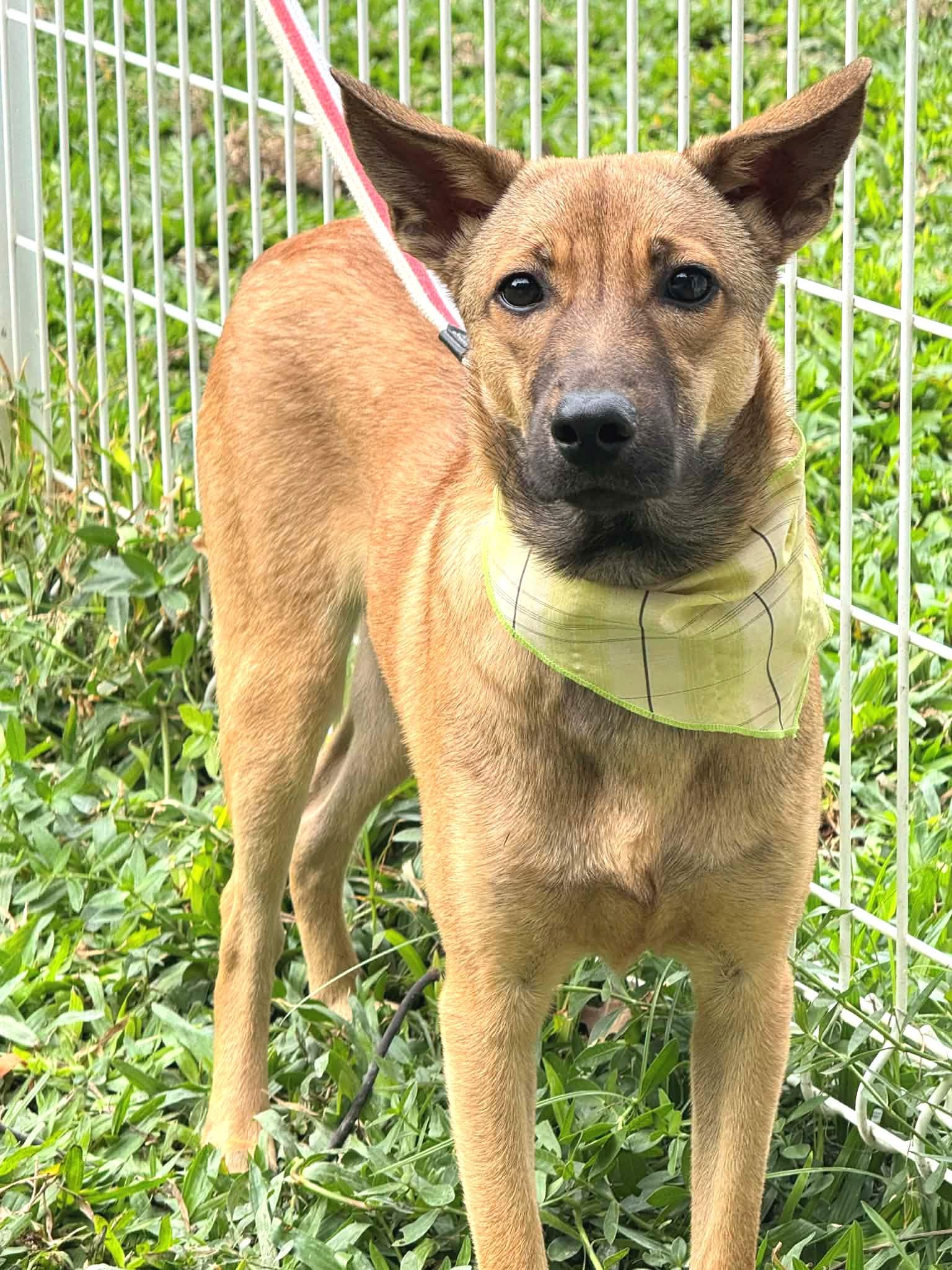 Enlarge Peanut, a ADOPTABLE mixed breed in New York, NY image 4/6