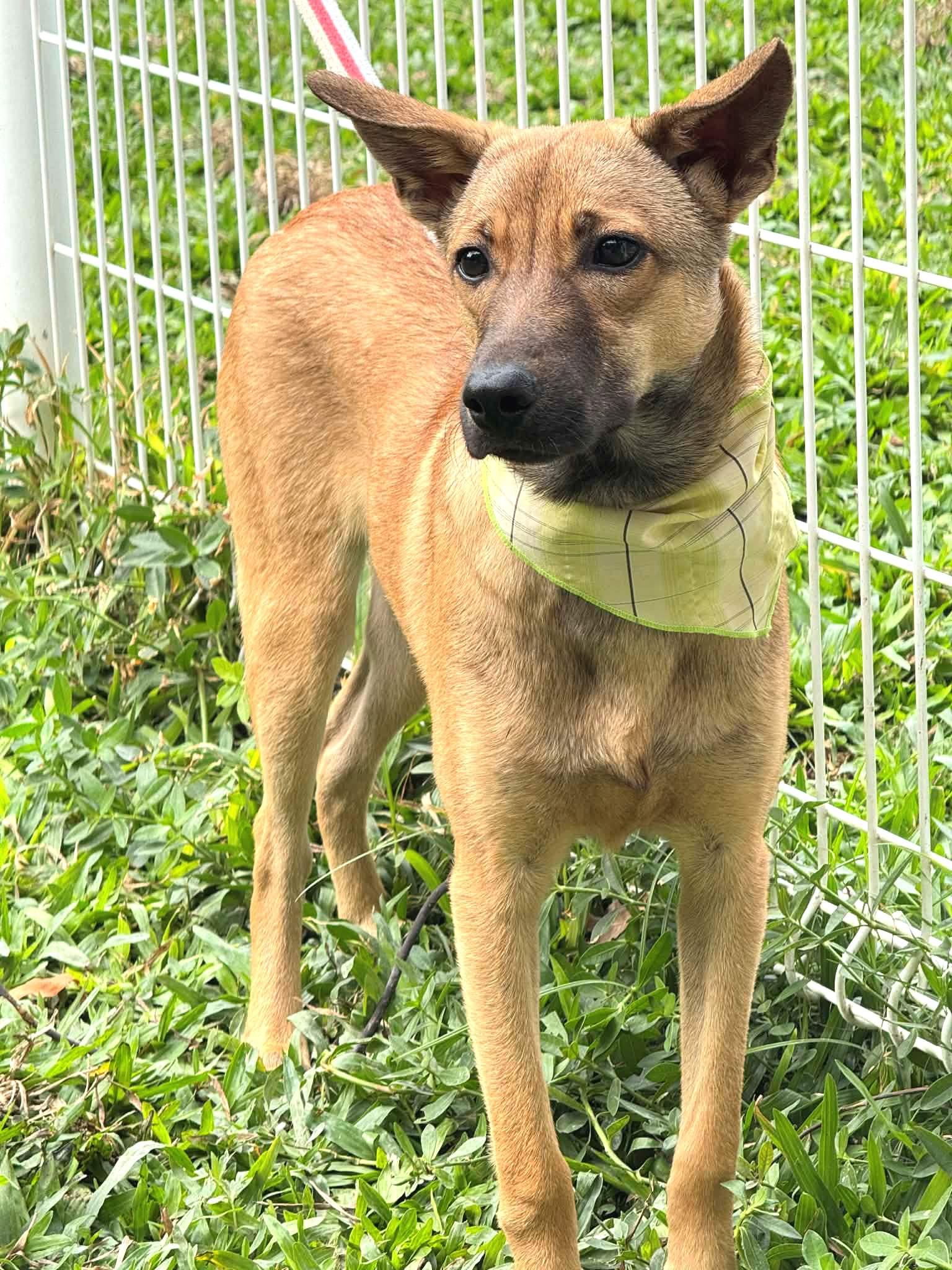 Enlarge Peanut, a ADOPTABLE mixed breed in New York, NY image 2/6