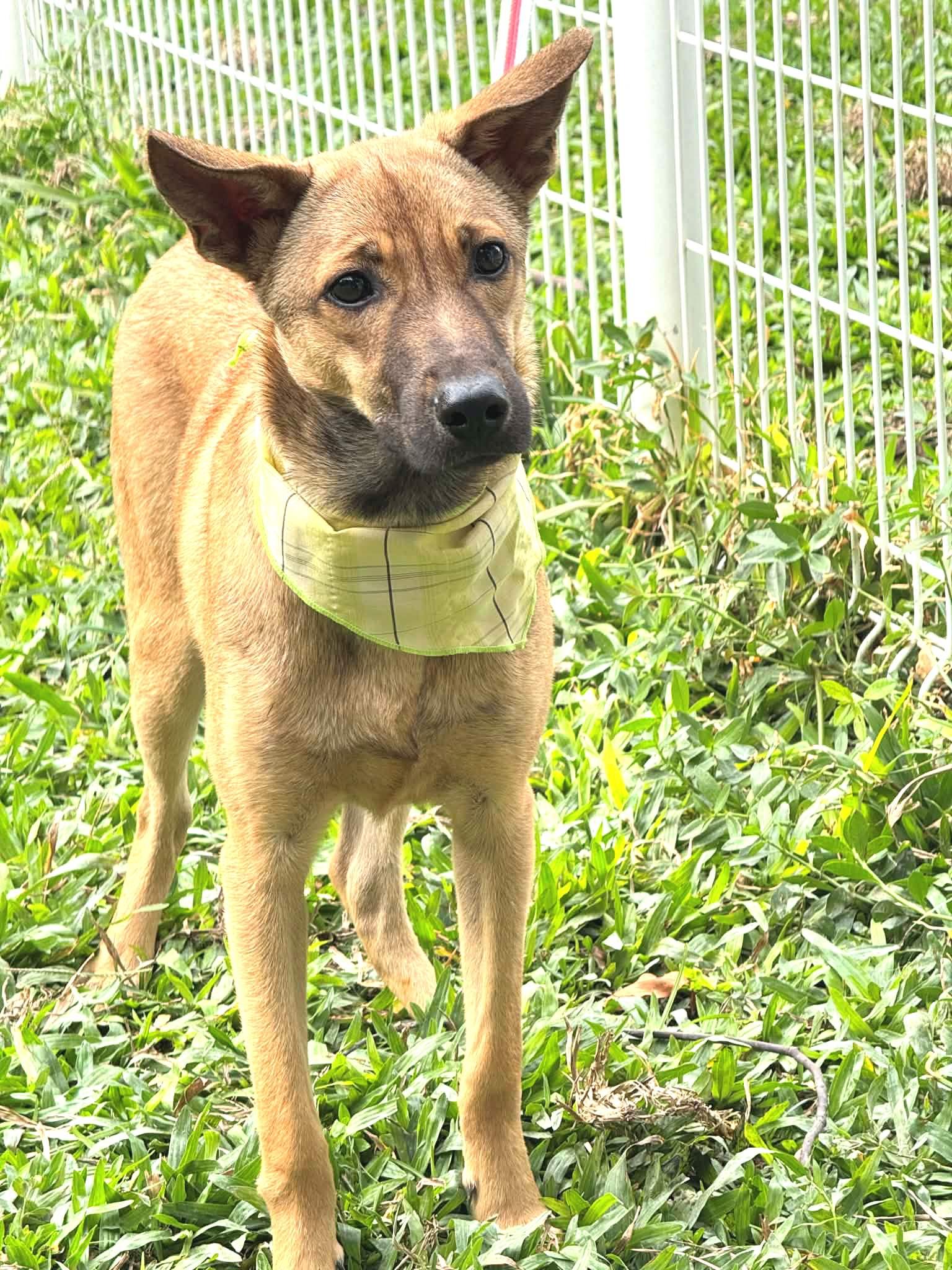 Enlarge Peanut, a ADOPTABLE mixed breed in New York, NY image 5/6