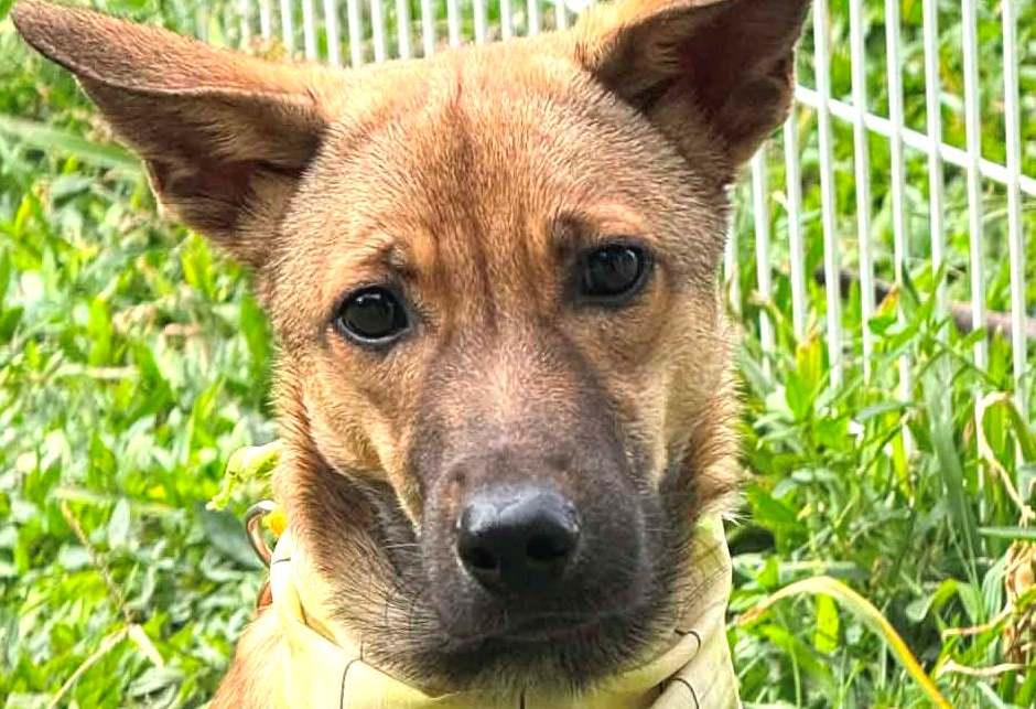 Enlarge Peanut, a ADOPTABLE mixed breed in New York, NY image 1/6