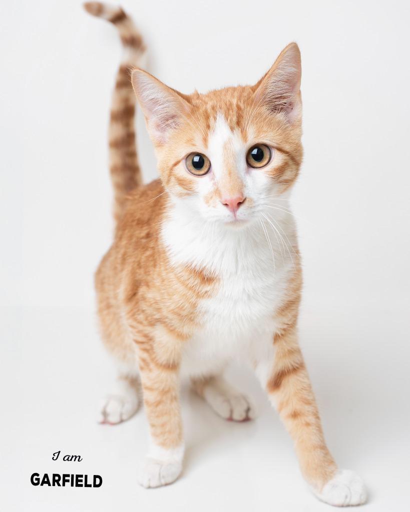 Garfield bonded to Fred, Adoptable, Young Male Domestic Short Hair.