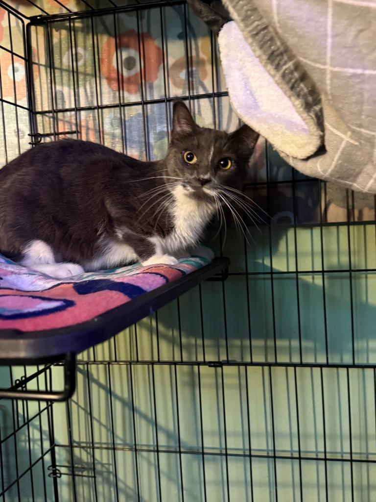 Candy, Adoptable, Kitten Female Domestic Short Hair.