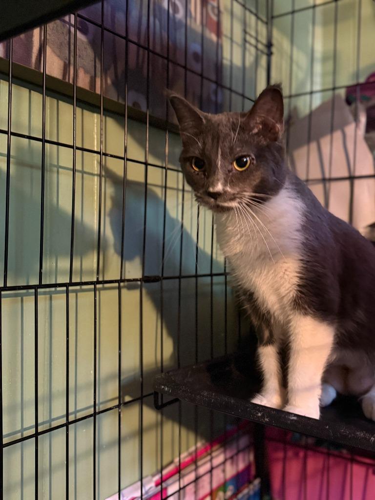Enlarge Candy, a Adoptable Domestic Short Hair in Cloquet, MN image 2/2