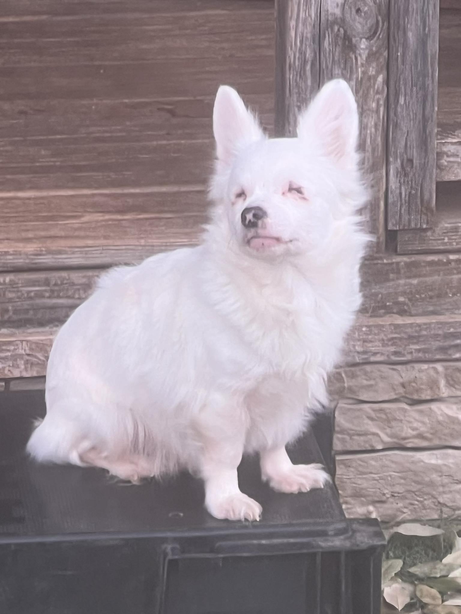 Kitty, ADOPTABLE, Puppy Female Chihuahua.