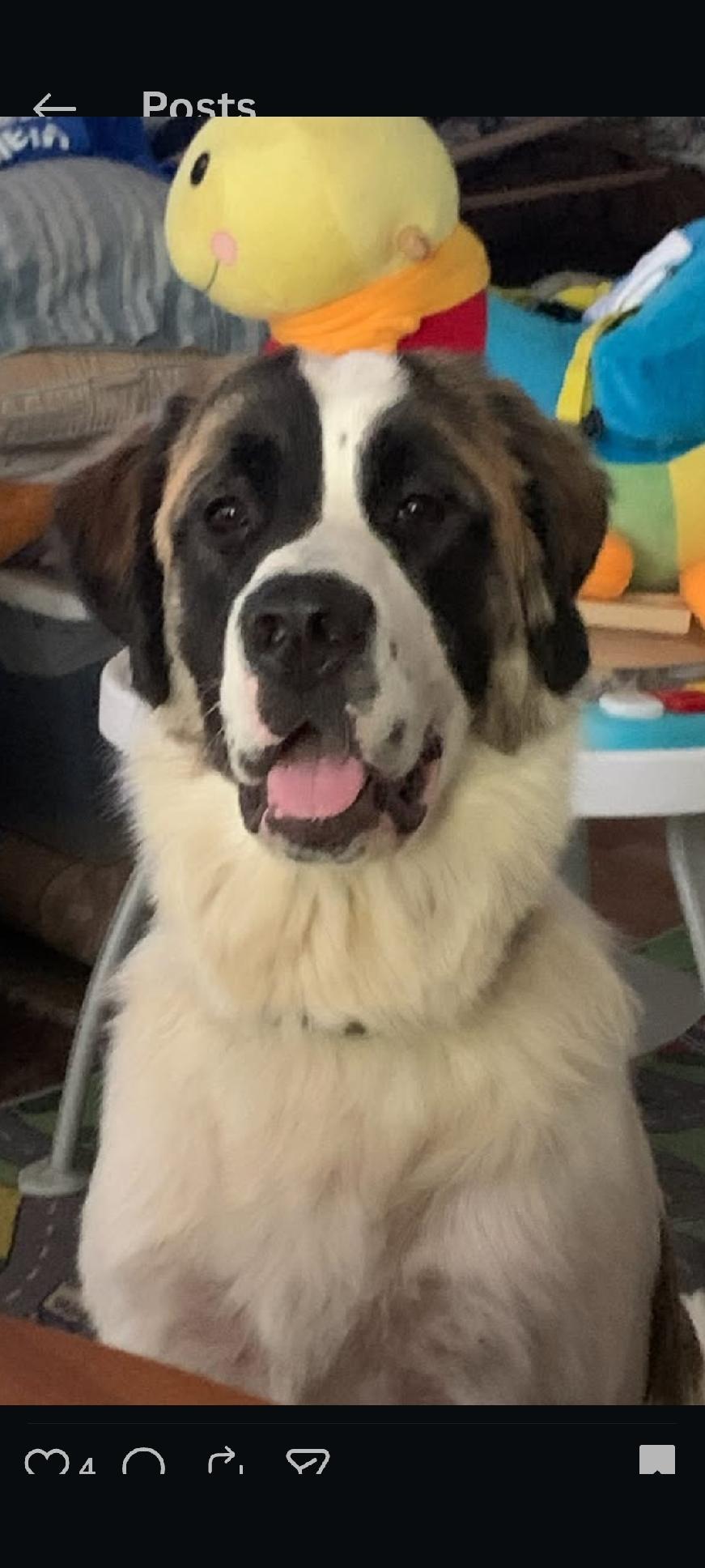 Mary Jane , ADOPTABLE, Young Female Great Pyrenees & Saint Bernard.