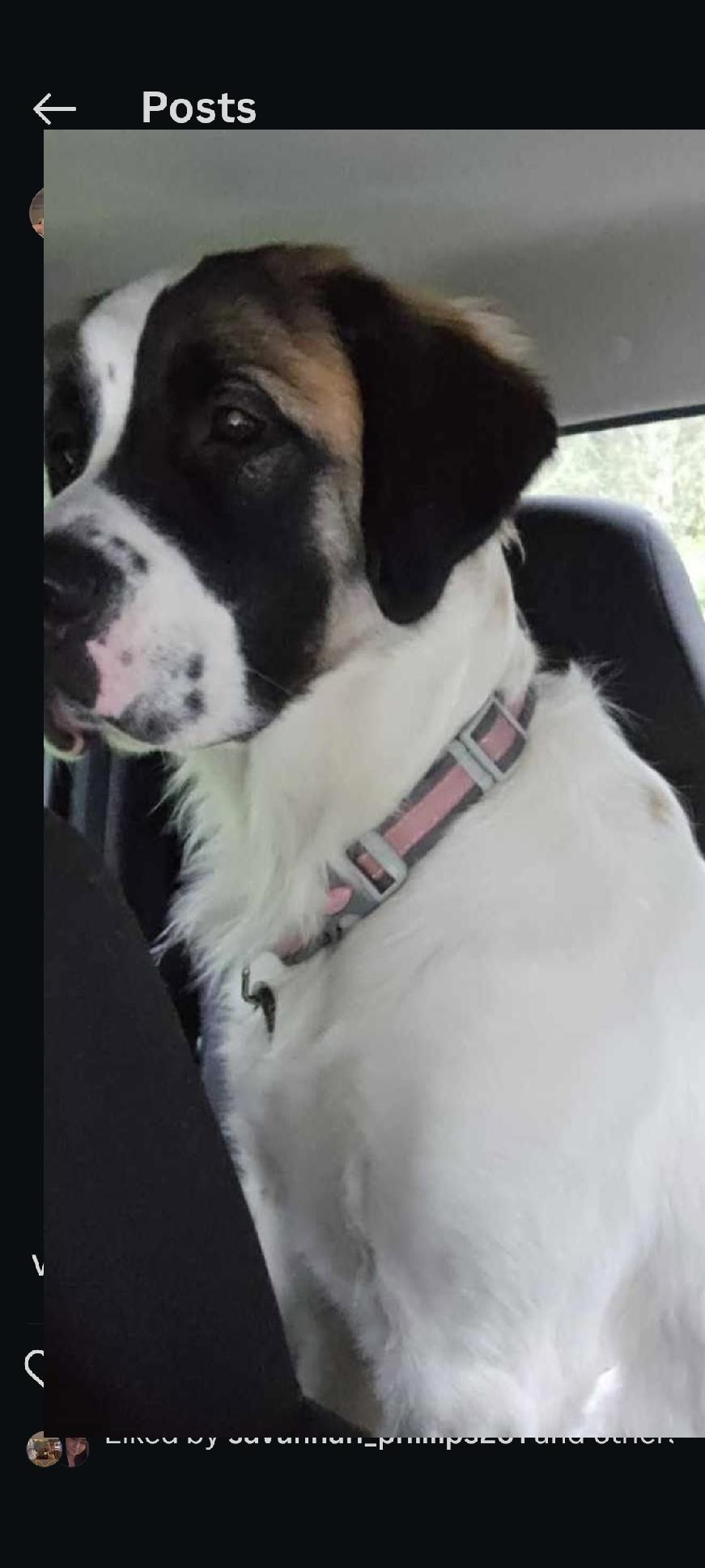 Enlarge Mary Jane , a ADOPTABLE mixed breed in Shelton, WA image 2/2