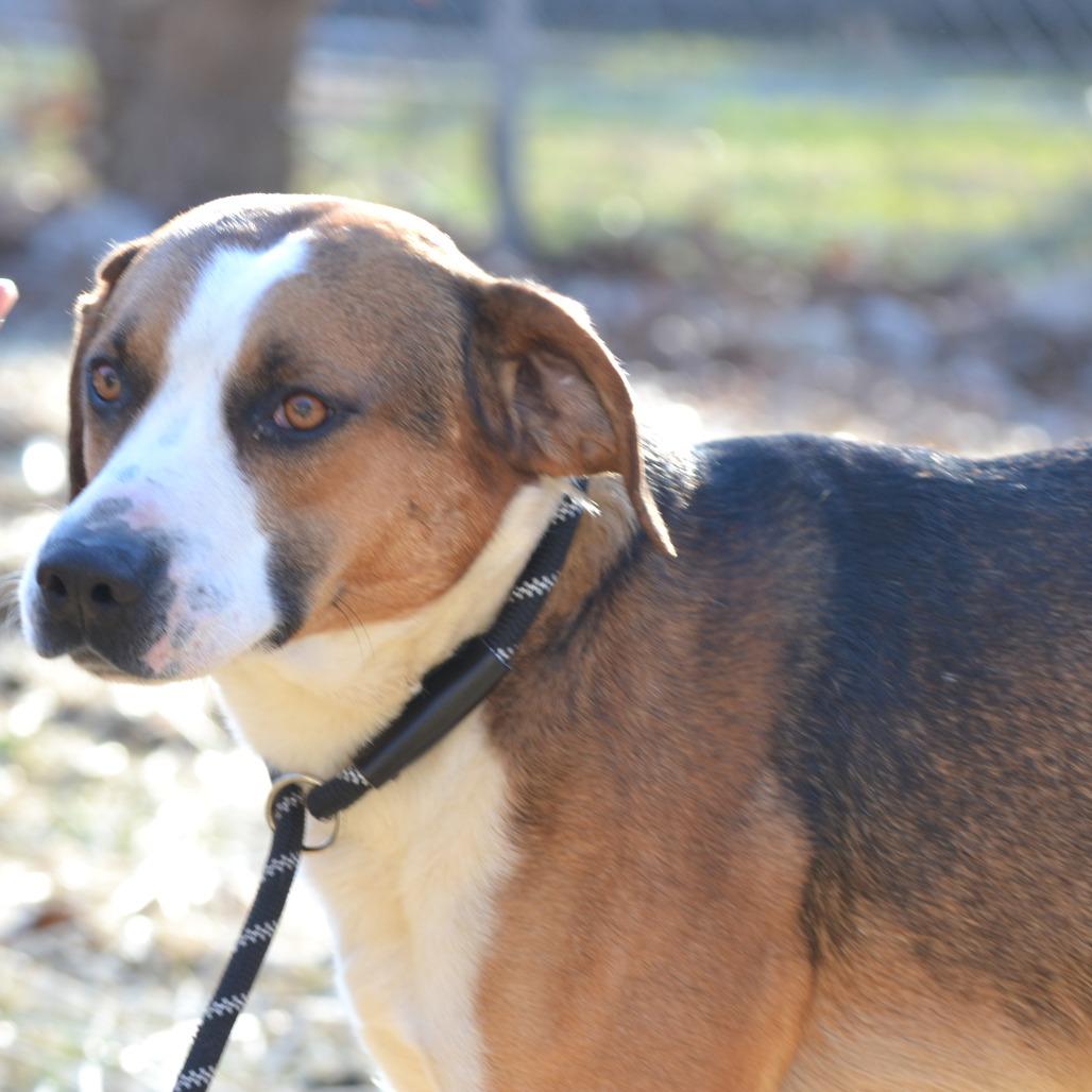 Tramp, Adoptable, Adult Male Beagle & Hound.