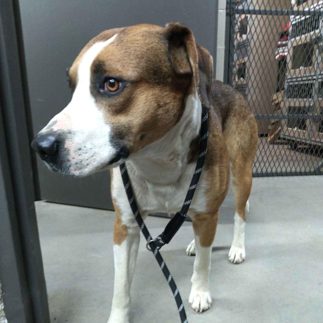 Tramp, a Adoptable mixed breed in Madisonville, KY image 2/4