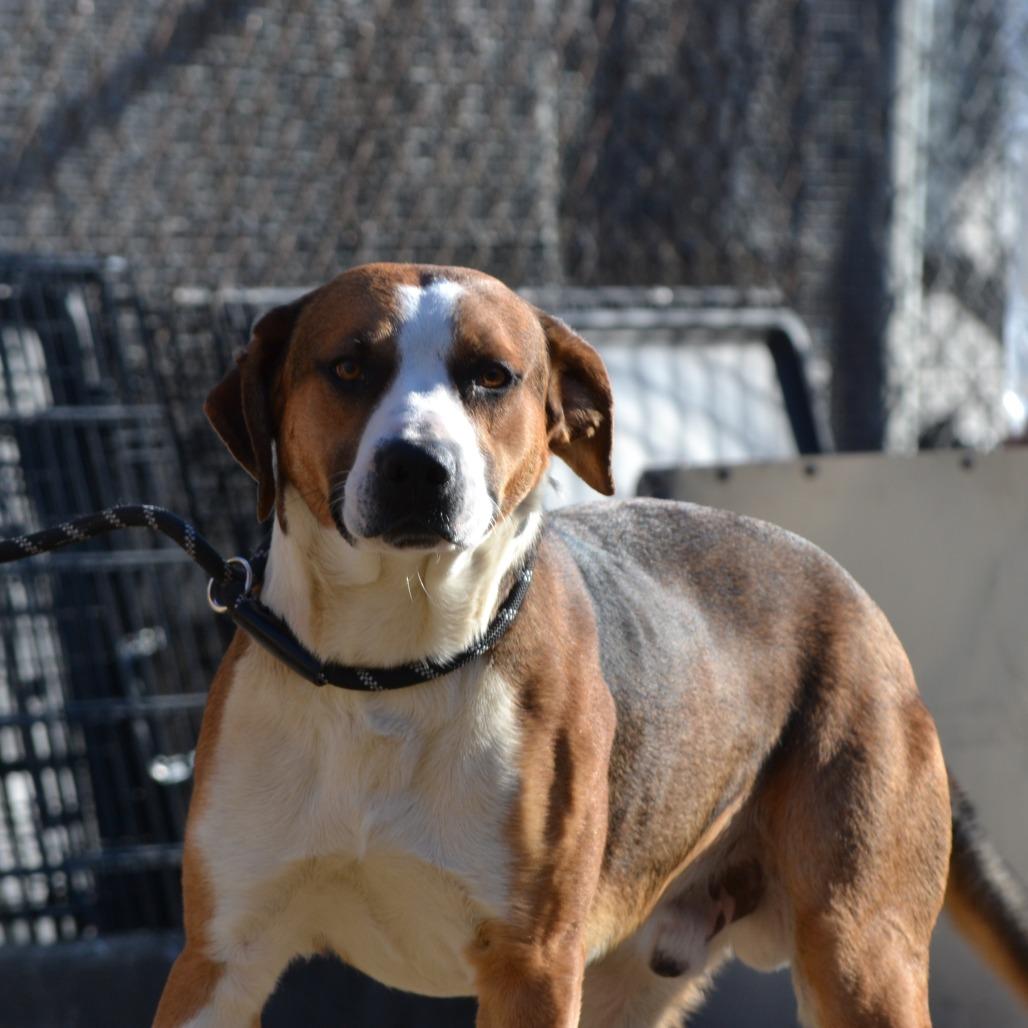 Tramp, a Adoptable mixed breed in Madisonville, KY image 3/4