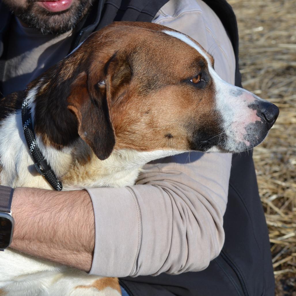 Tramp, a Adoptable mixed breed in Madisonville, KY image 4/4