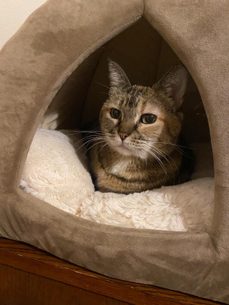 Nala (FIV+), Adoptable, Senior Female Domestic Short Hair.