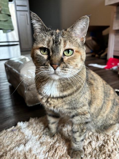 Nala (FIV+), Adoptable, Senior Female Domestic Short Hair.
