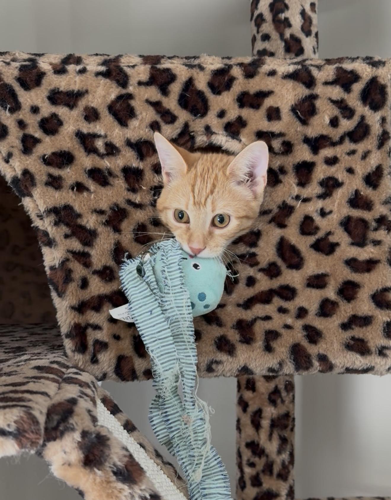 Enlarge Bristol, an adopted Domestic Short Hair in Sweetwater, TN image 3/6