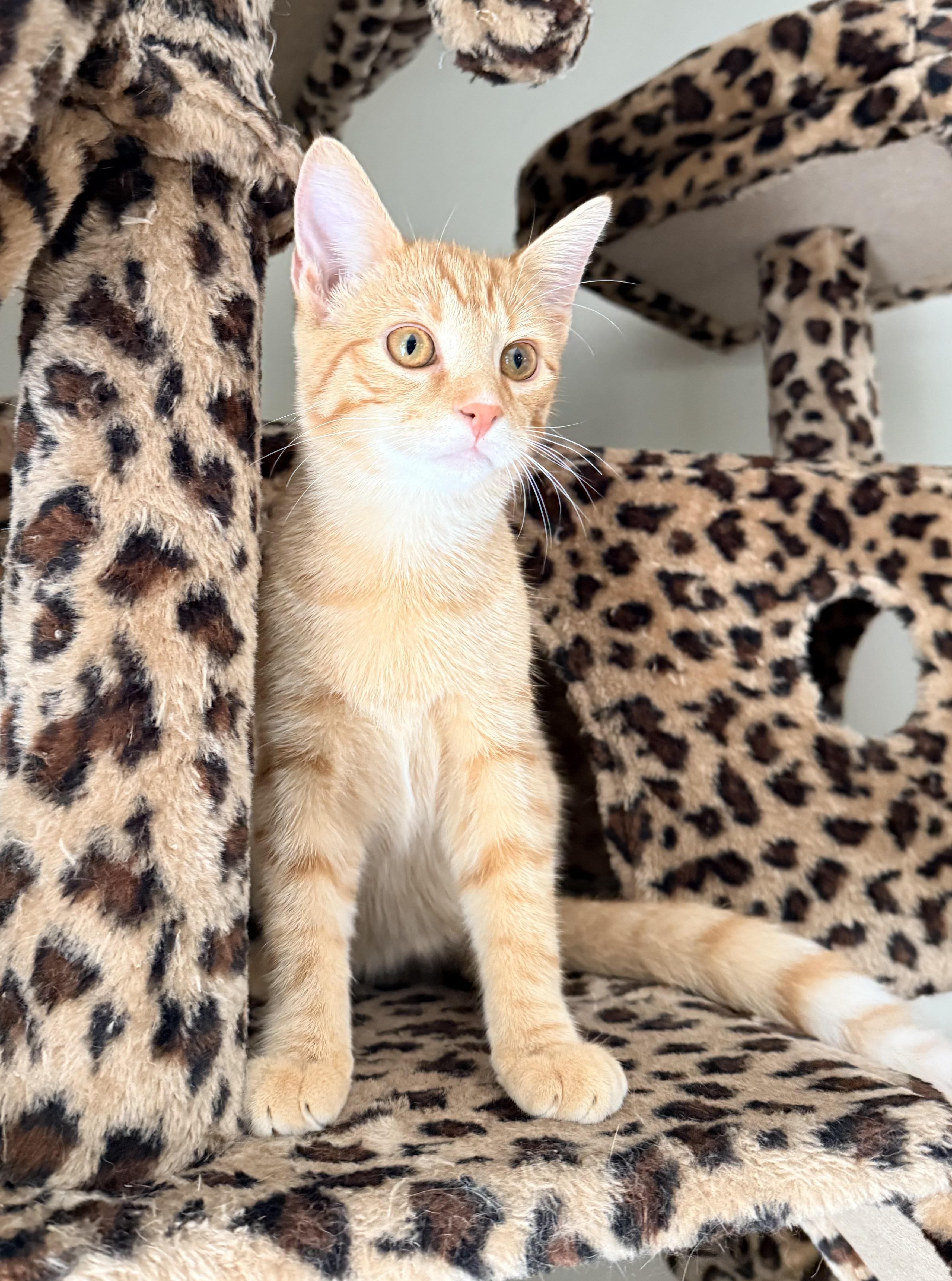 Enlarge Bristol, an adopted Domestic Short Hair in Sweetwater, TN image 5/6