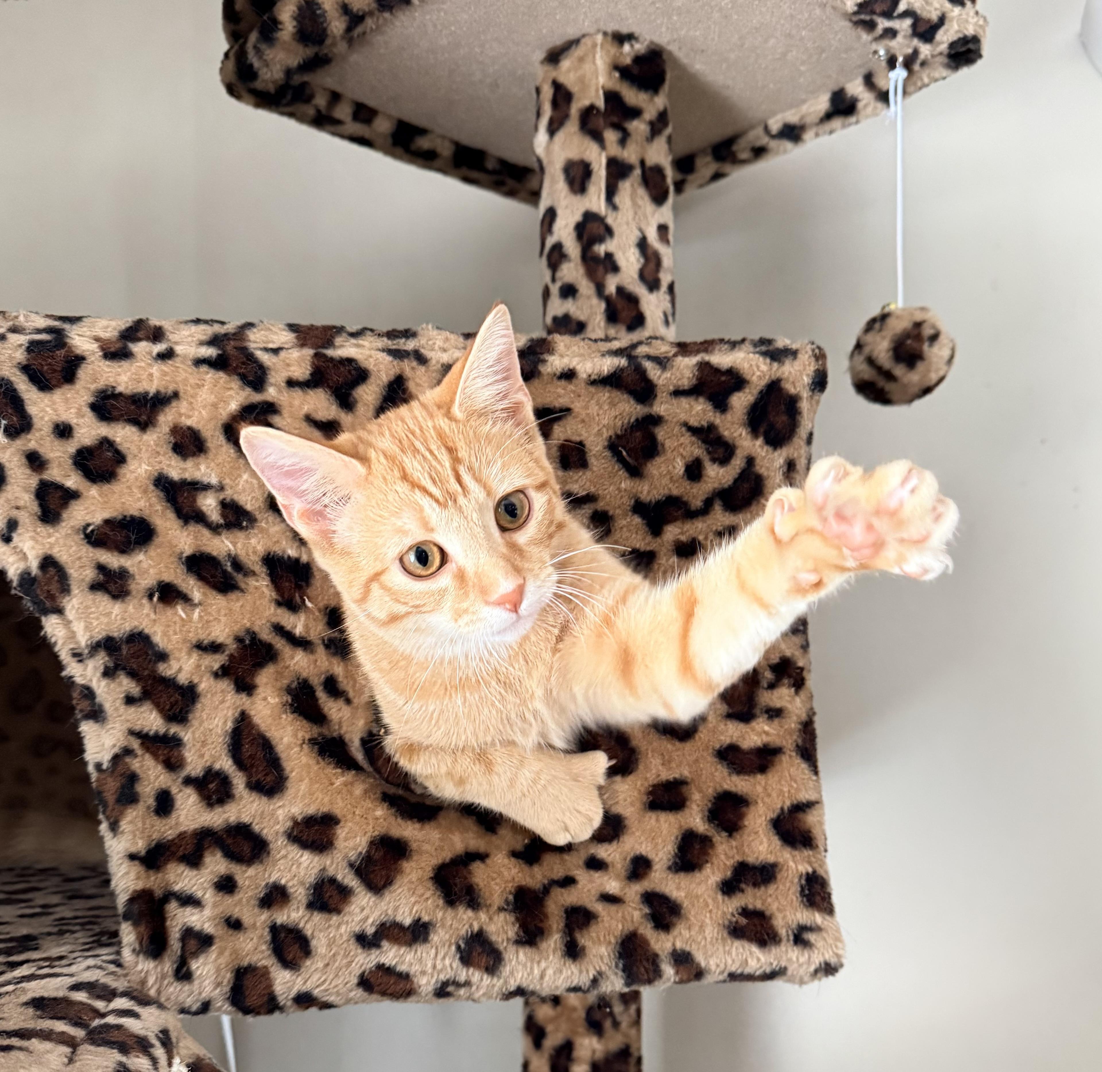 Enlarge Bristol, an adopted Domestic Short Hair in Sweetwater, TN image 4/6
