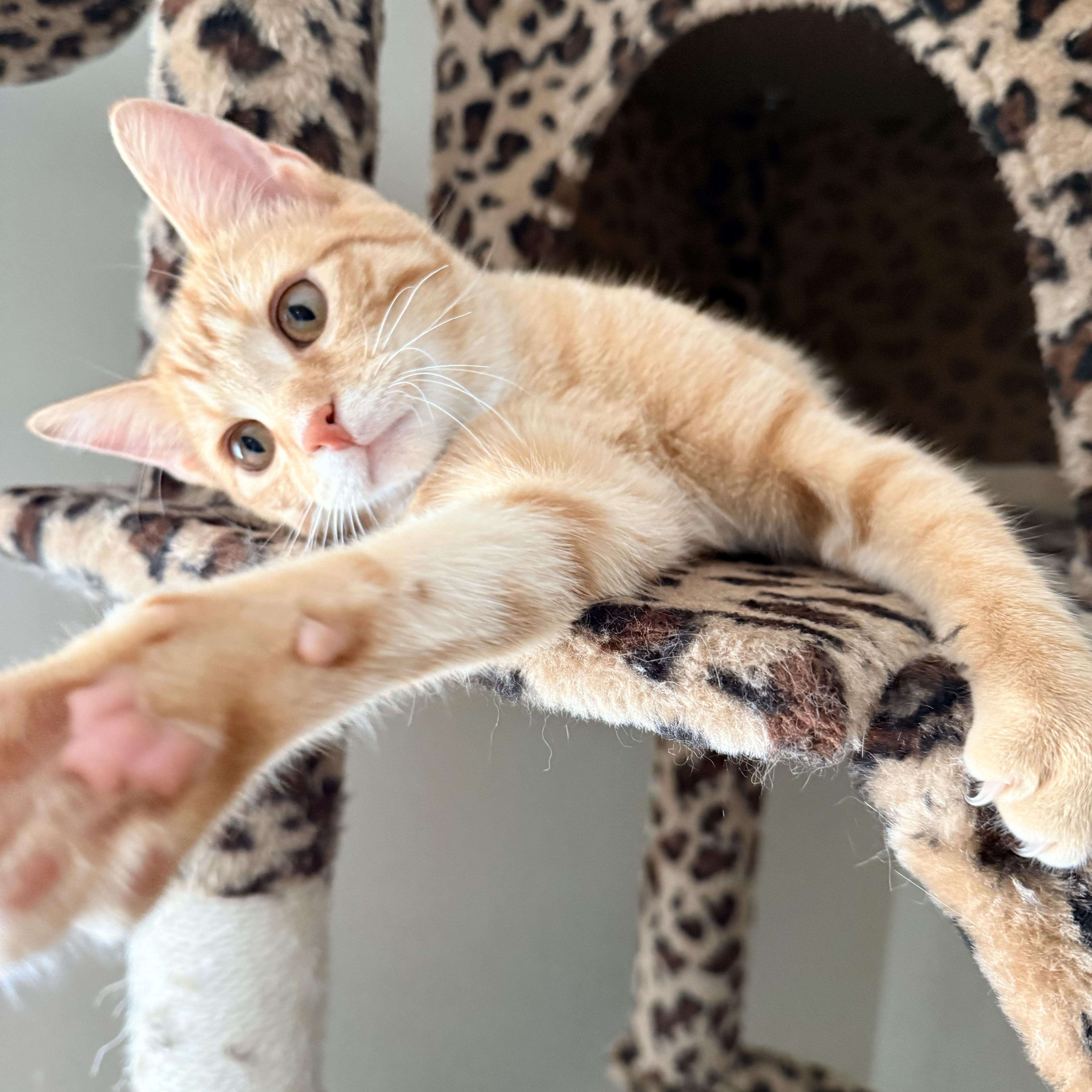 Bristol, adopted, Kitten Male Domestic Short Hair.