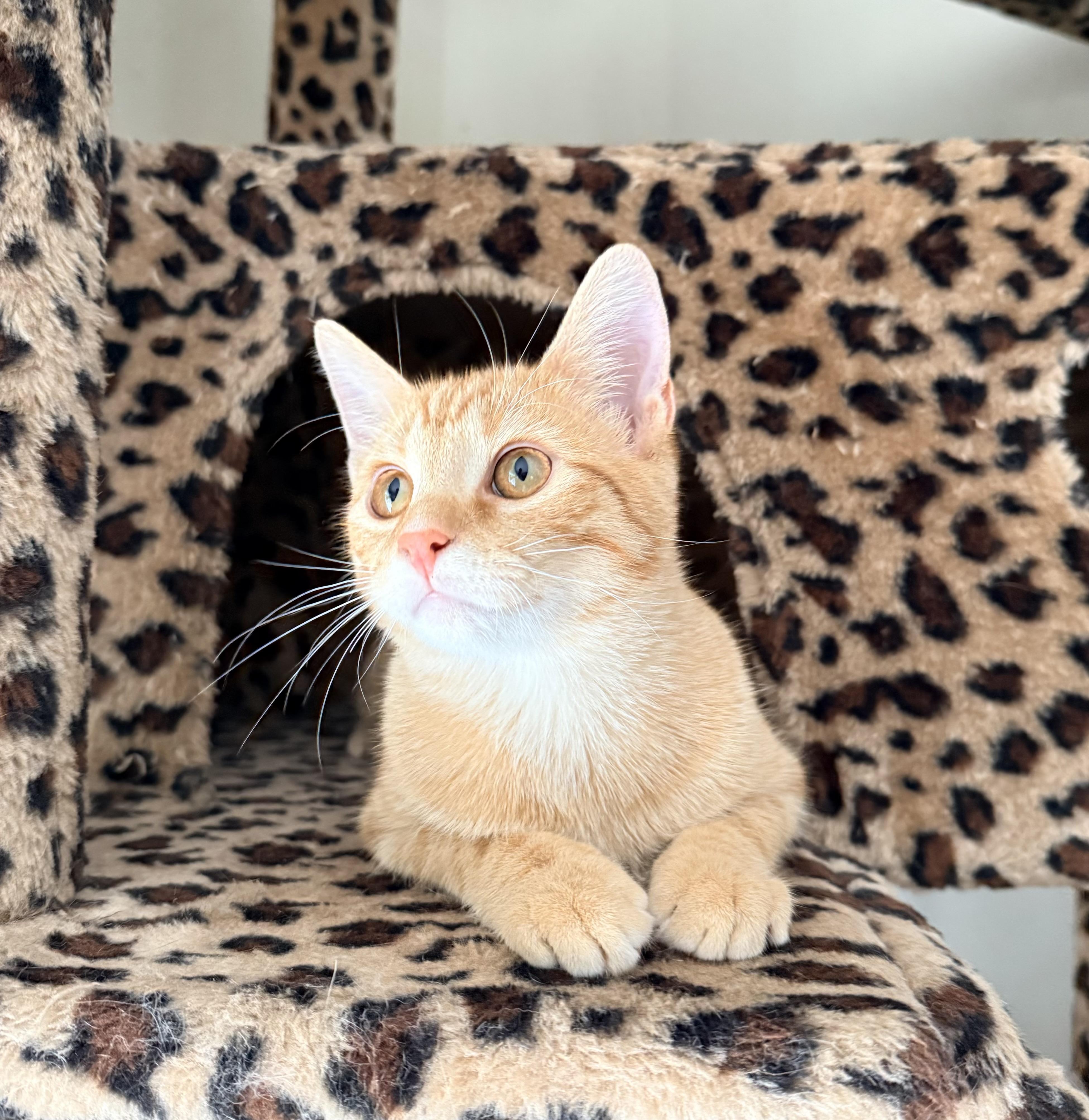 Enlarge Bristol, an adopted Domestic Short Hair in Sweetwater, TN image 2/6