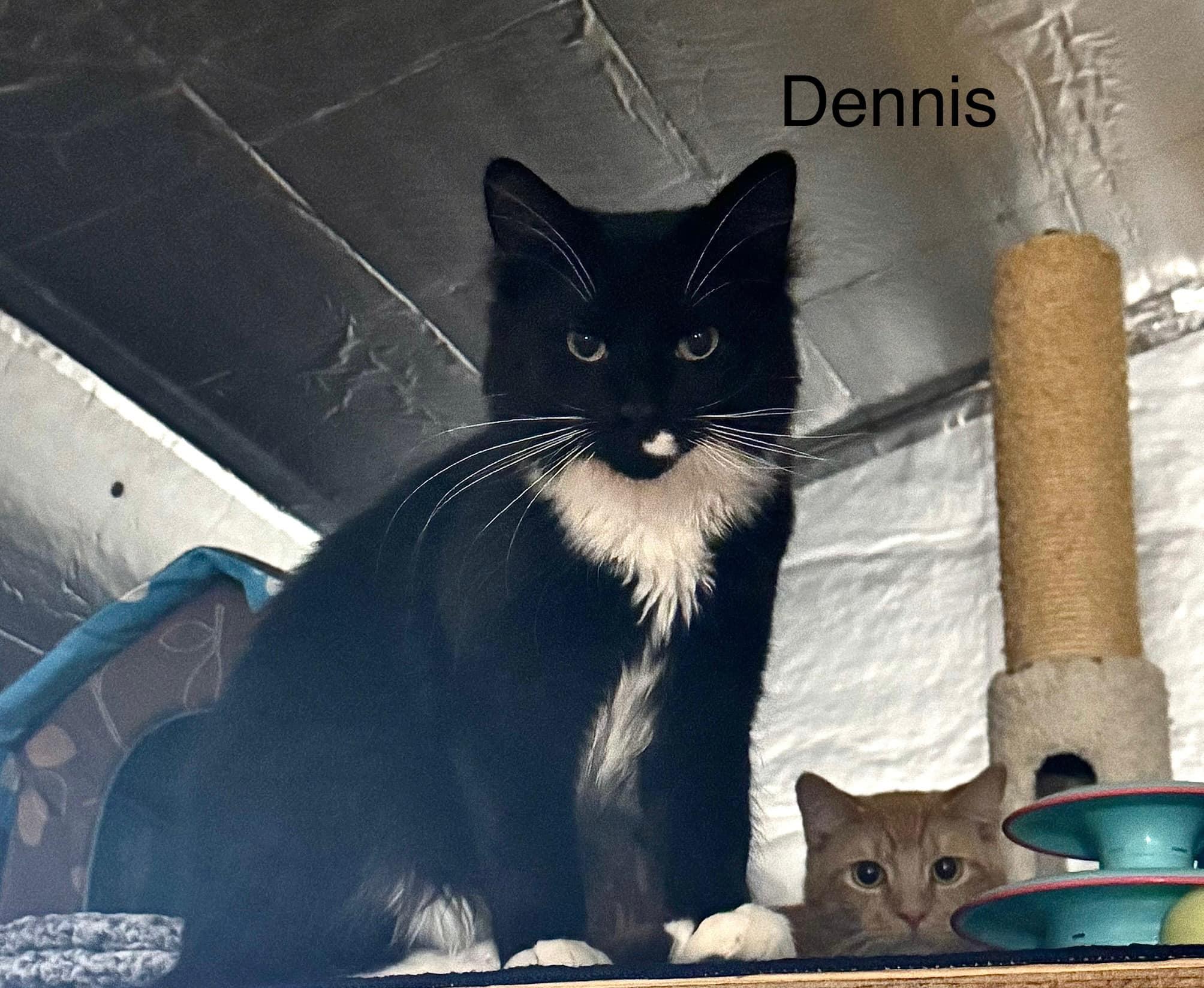 Dennis, Adopted, Young Male Domestic Long Hair.