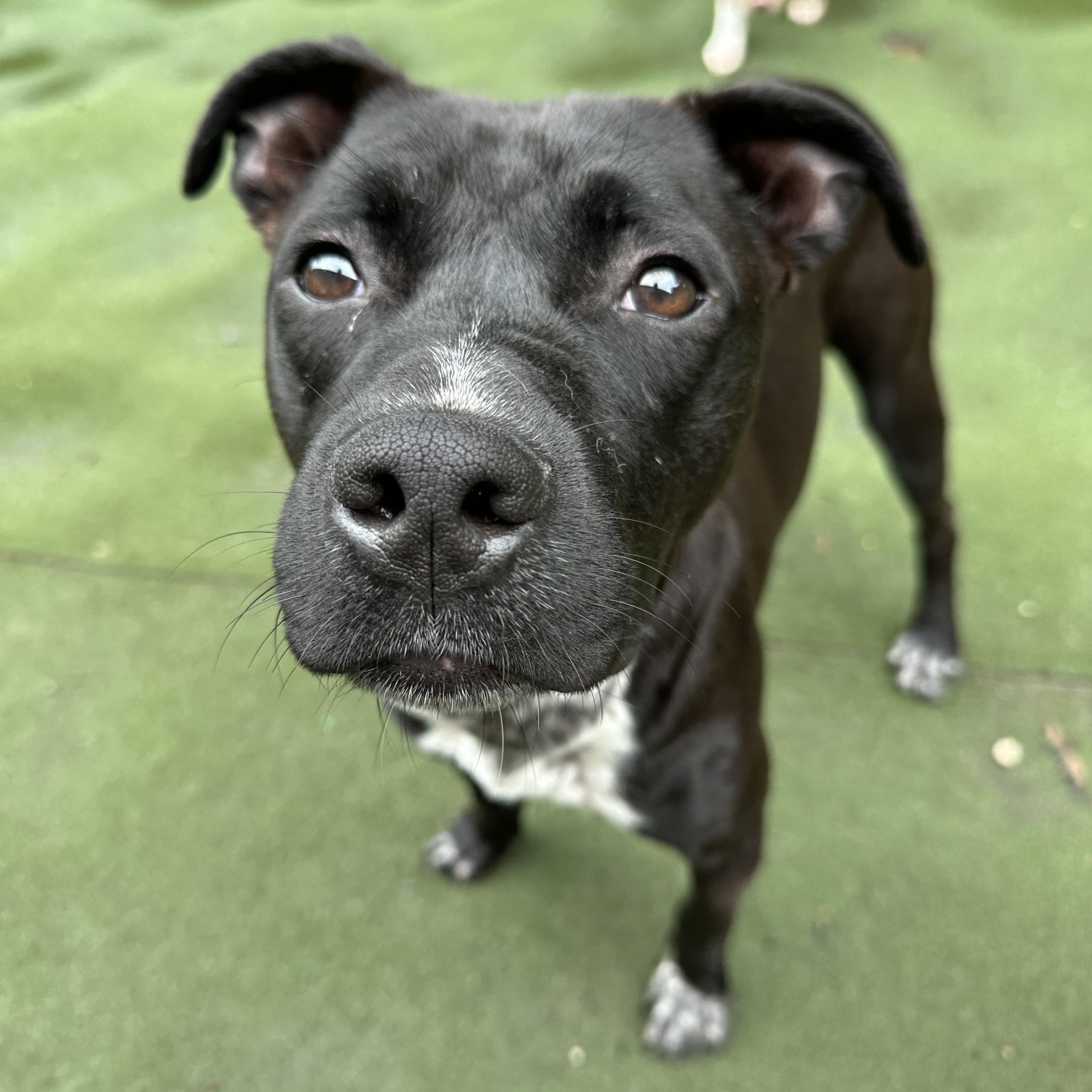 Enlarge Kermit , a ADOPTABLE mixed breed in Charlotte, NC image 1/6