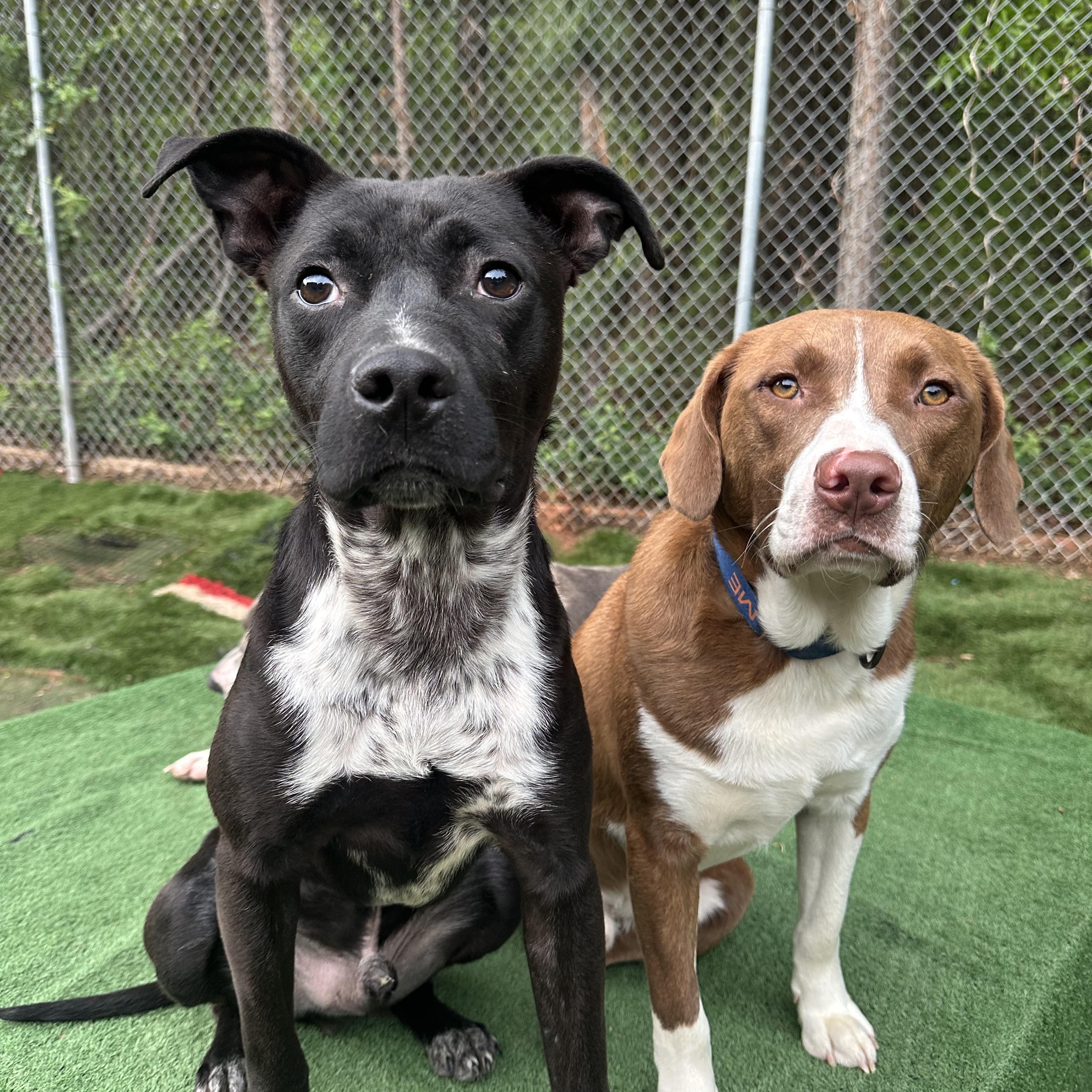 Enlarge Kermit , a ADOPTABLE mixed breed in Charlotte, NC image 4/6
