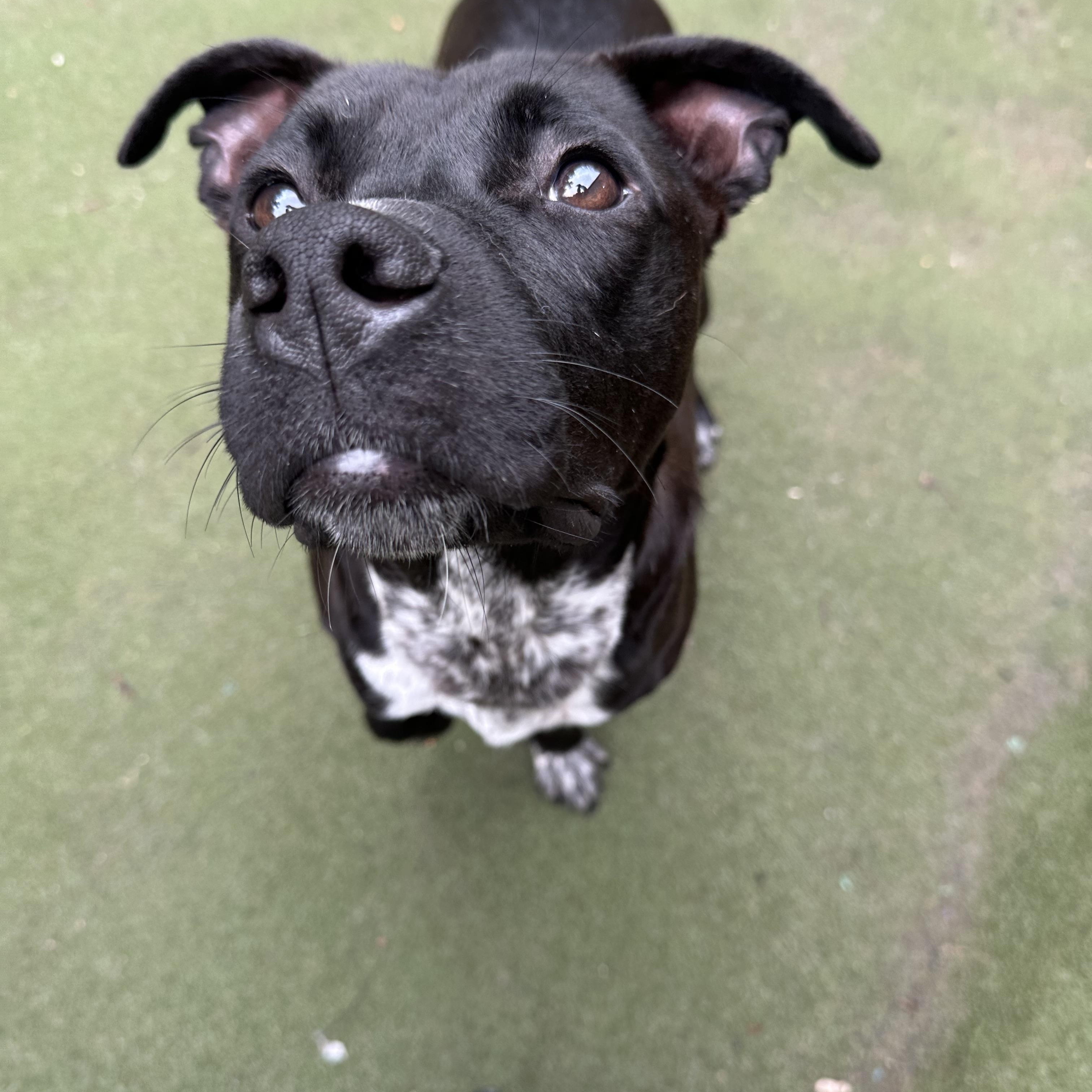 Enlarge Kermit , a ADOPTABLE mixed breed in Charlotte, NC image 6/6