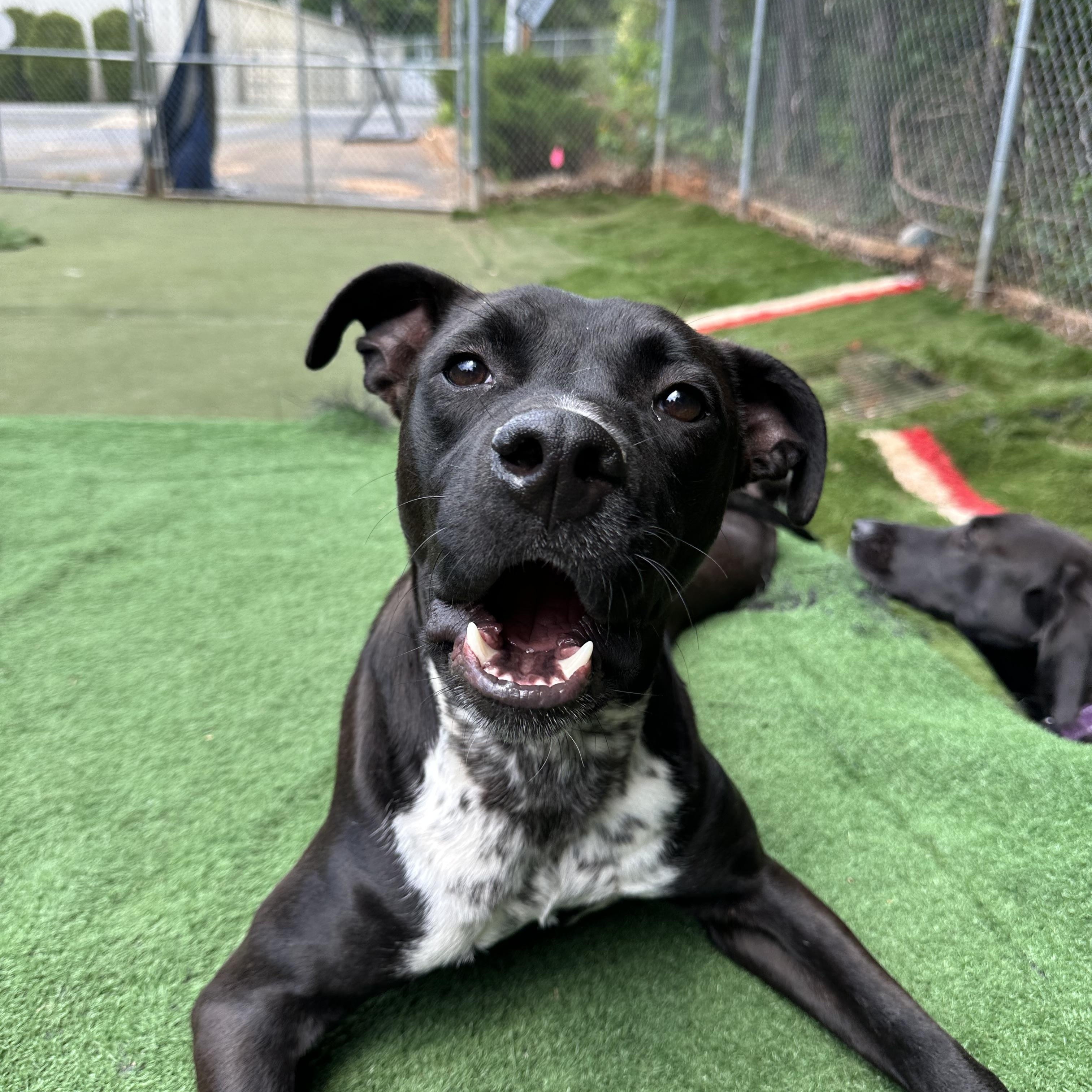 Enlarge Kermit , a ADOPTABLE mixed breed in Charlotte, NC image 2/6