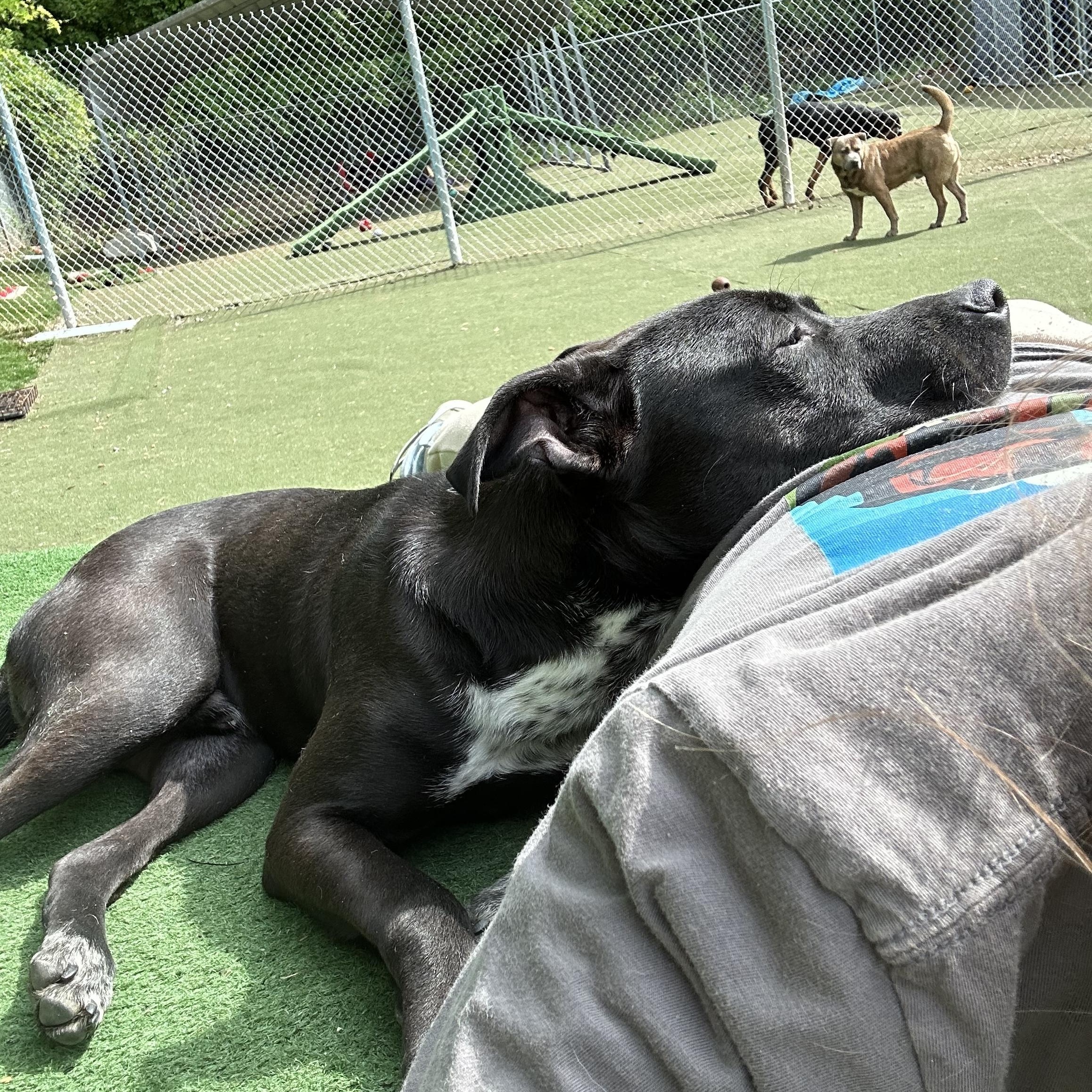 Enlarge Kermit , a ADOPTABLE mixed breed in Charlotte, NC image 3/6