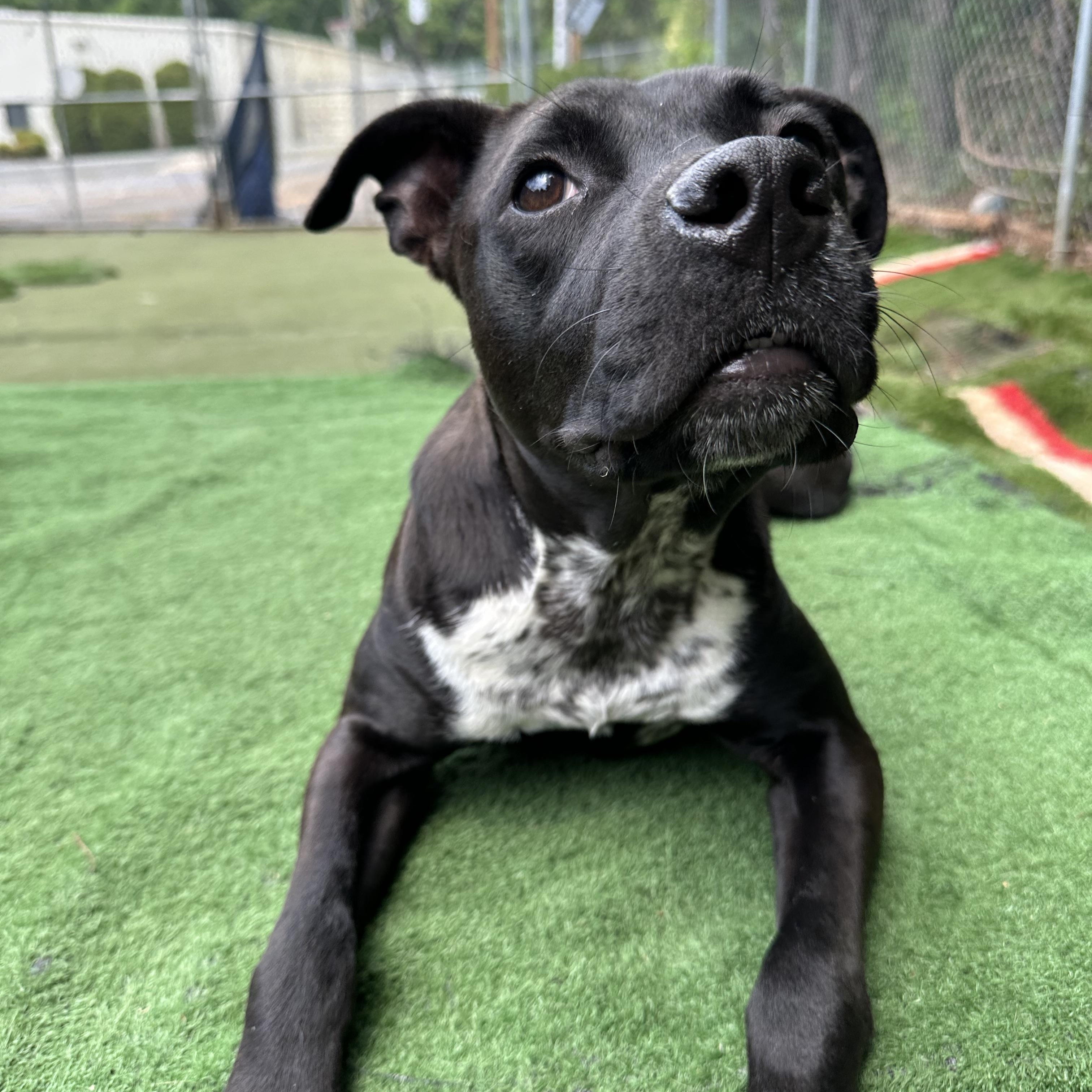 Enlarge Kermit , a ADOPTABLE mixed breed in Charlotte, NC image 5/6