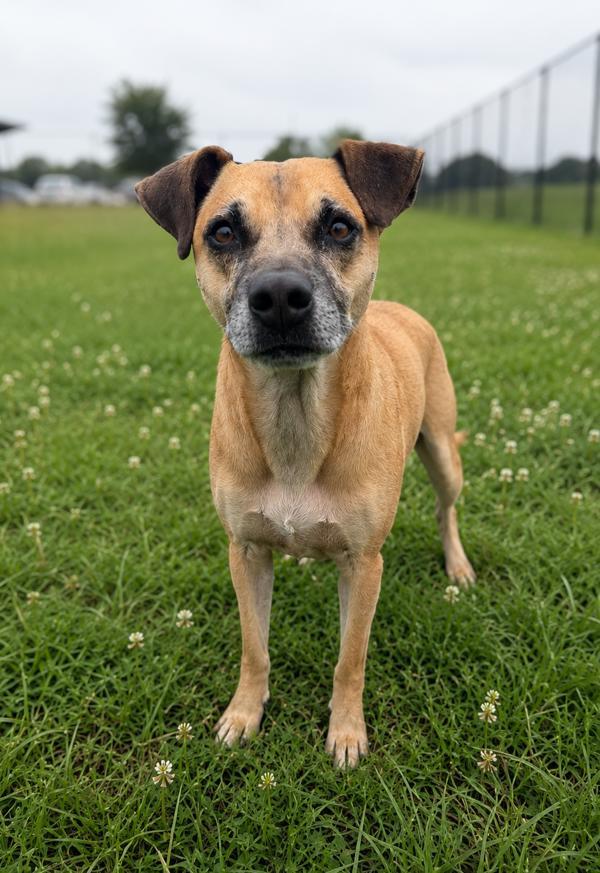 Enlarge Frank The Tank, a Adoptable mixed breed in Lafayette, LA image 1/1