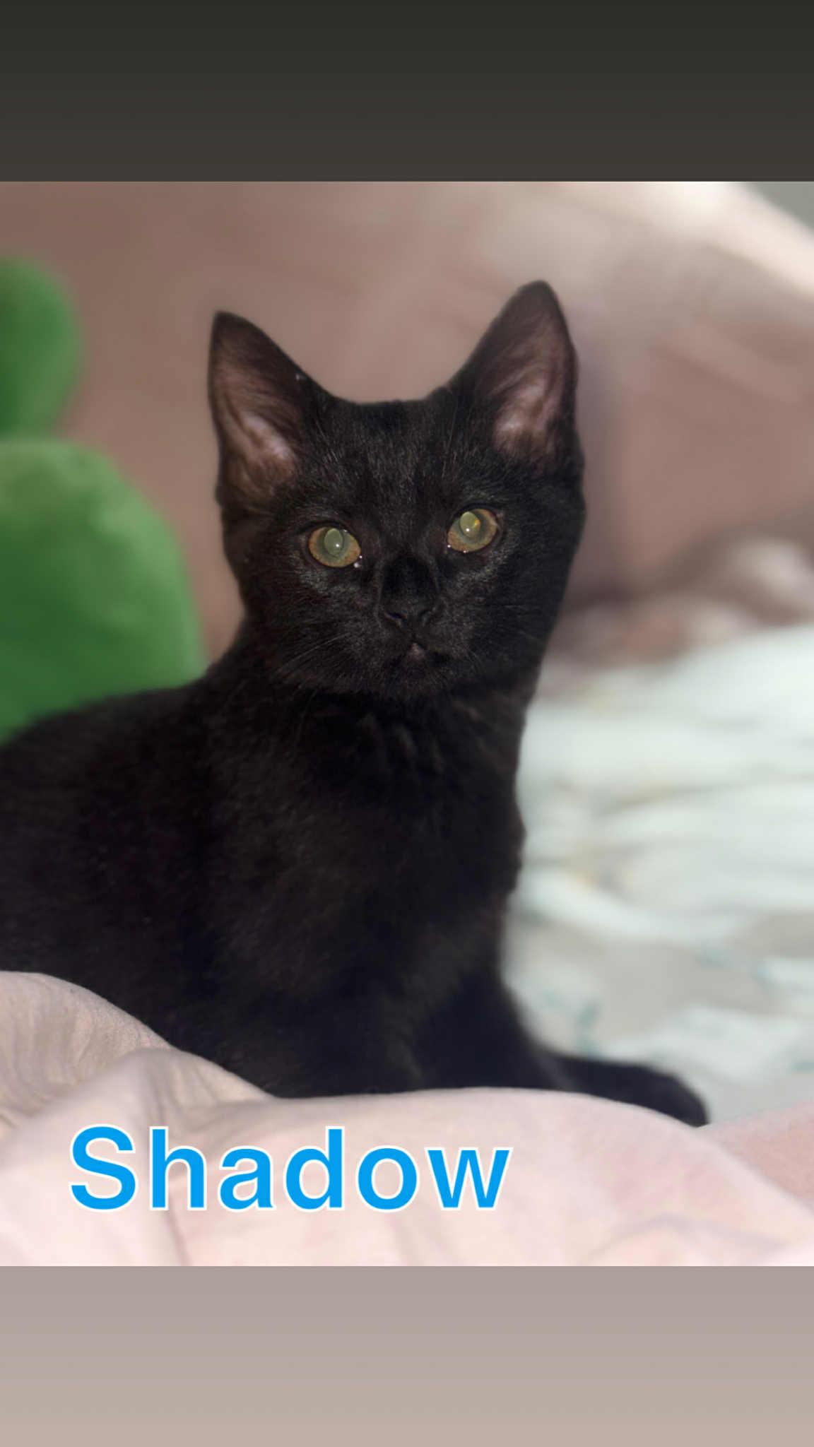 Enlarge SHADOW, a Adopted mixed breed in Barbourville, KY image 1/6