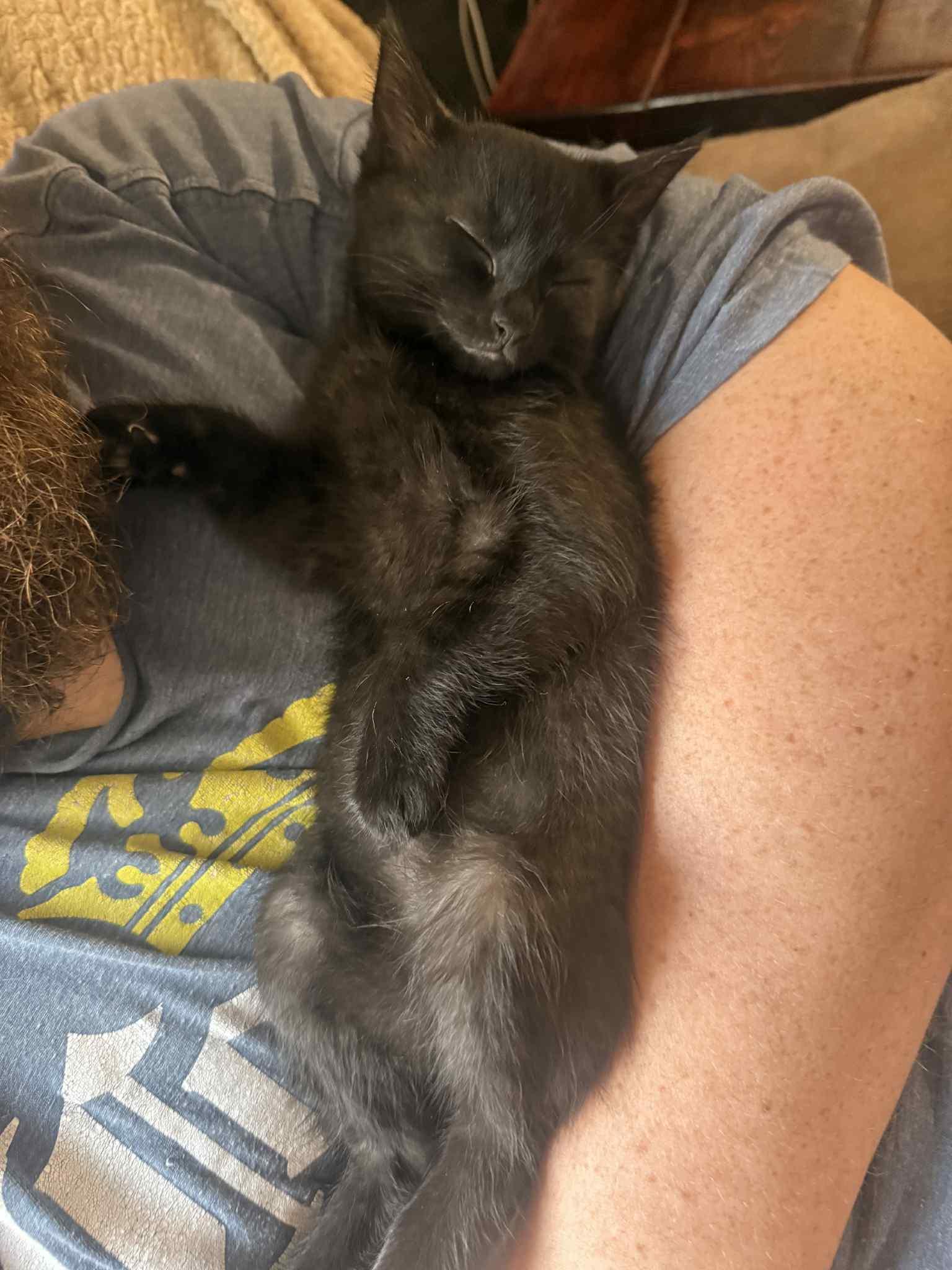 Enlarge SHADOW, a Adopted mixed breed in Barbourville, KY image 5/6