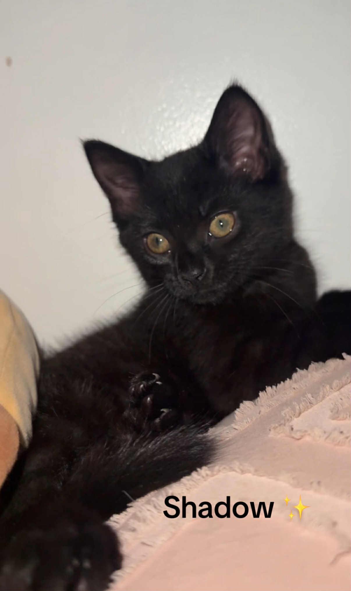 Enlarge SHADOW, a Adopted mixed breed in Barbourville, KY image 4/6