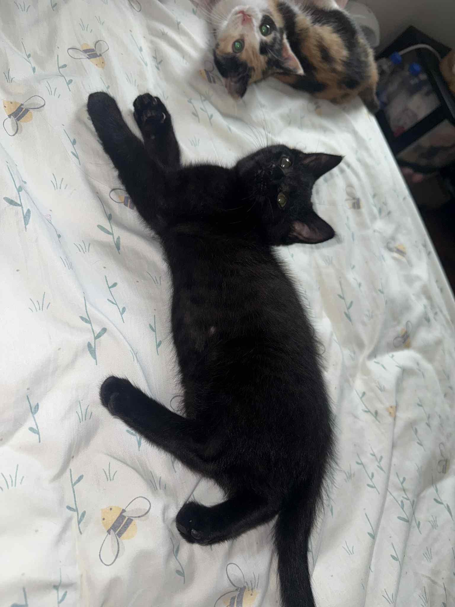 Enlarge SHADOW, a Adopted mixed breed in Barbourville, KY image 3/6