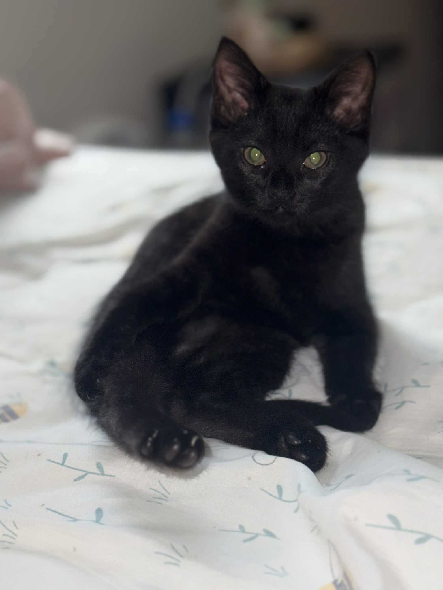 Enlarge SHADOW, a Adopted mixed breed in Barbourville, KY image 2/6