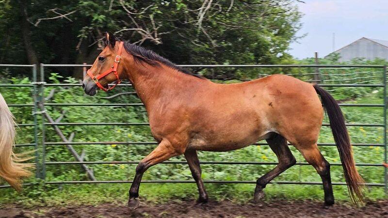 Enlarge Joey, a Adoptable Quarterhorse in Scotland, SD image 1/4