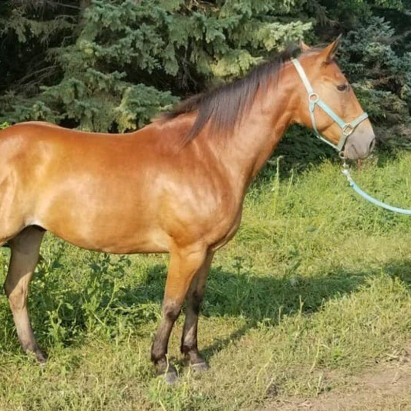 Enlarge Joey, a Adoptable Quarterhorse in Scotland, SD image 2/4