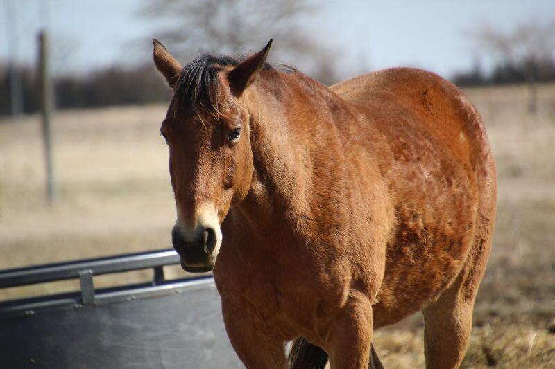 Enlarge Joey, a Adoptable Quarterhorse in Scotland, SD image 3/4